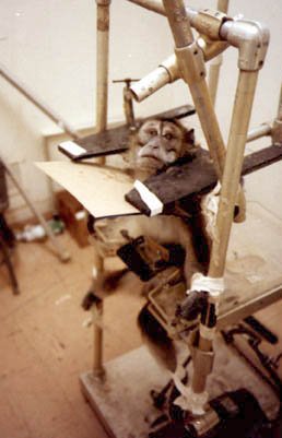 monkey drug trials 1969